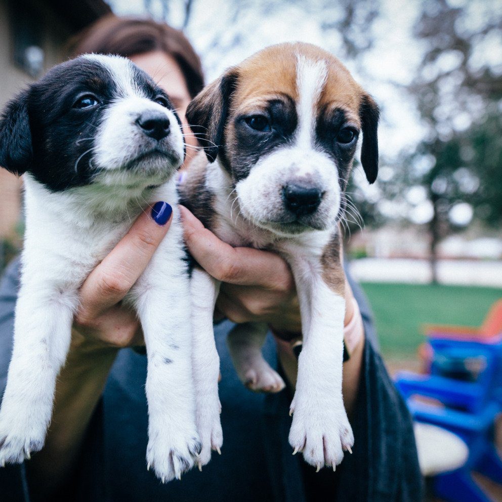 woman holds two puppies
